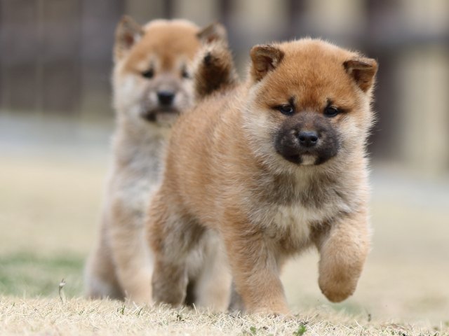 FP5A3616-puppy FP5A3616-puppy