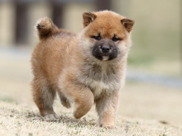 FP5A3619-puppy FP5A3619-puppy