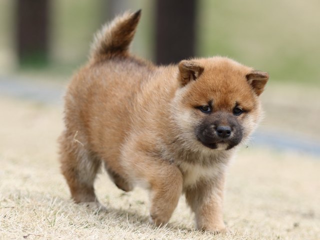 FP5A3624-puppy FP5A3624-puppy