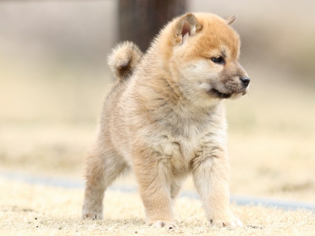 FP5A3661-puppy FP5A3661-puppy
