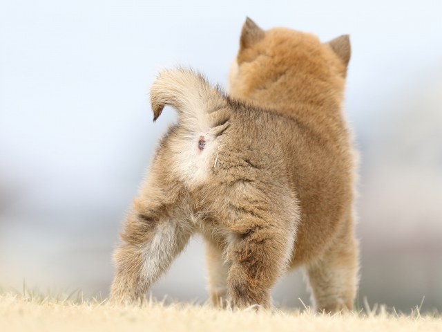 FP5A3727-puppy FP5A3727-puppy