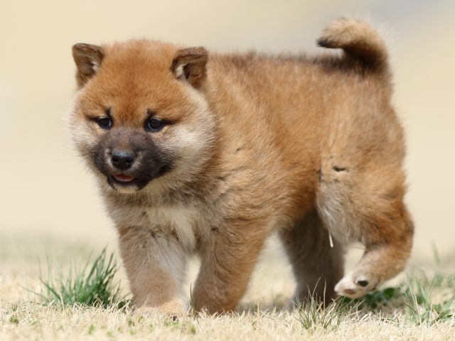 FP5A3857-puppy FP5A3857-puppy