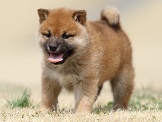 FP5A3860-puppy FP5A3860-puppy