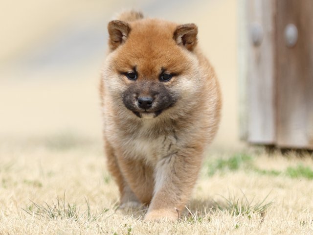 FP5A3870-puppy FP5A3870-puppy