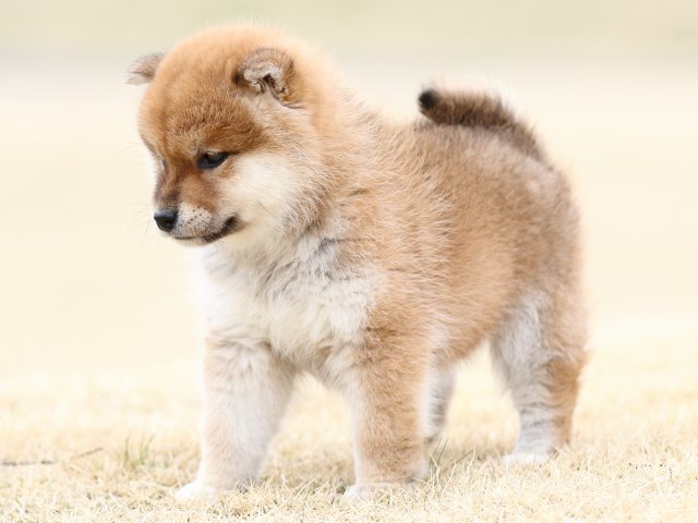 FP5A3963-puppy FP5A3963-puppy