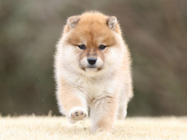 FP5A4031-puppy FP5A4031-puppy