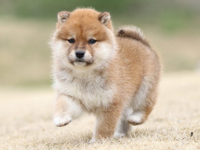 FP5A4047-puppy FP5A4047-puppy