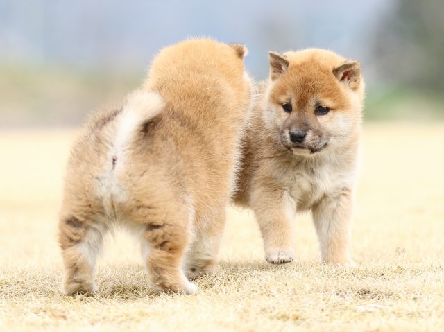 FP5A4086-puppy FP5A4086-puppy