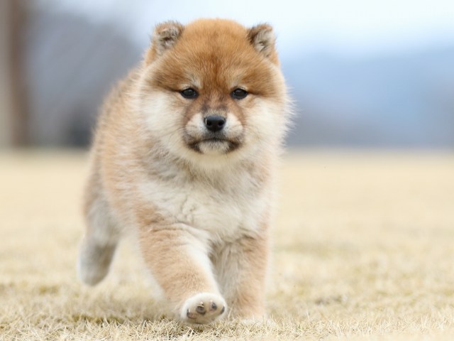 FP5A4107-puppy FP5A4107-puppy