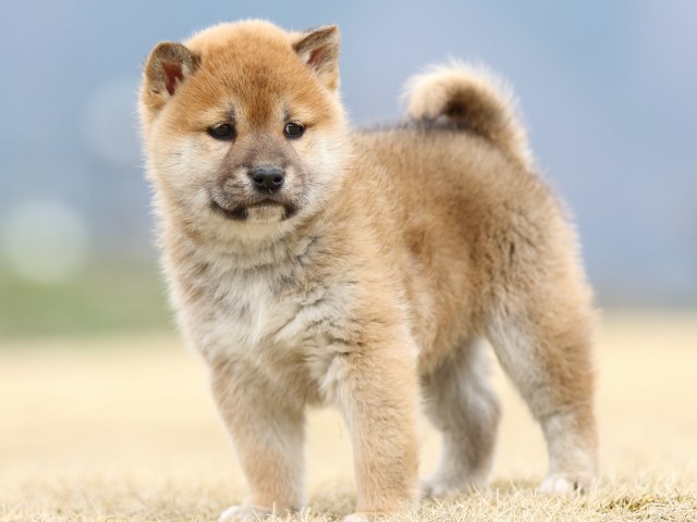 FP5A4121-puppy FP5A4121-puppy