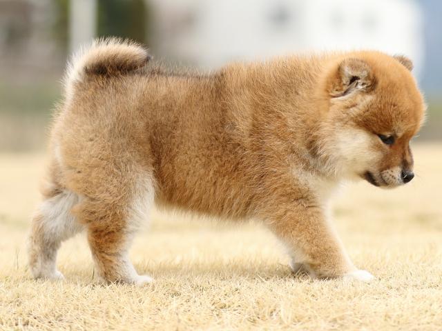 FP5A4153-puppy FP5A4153-puppy