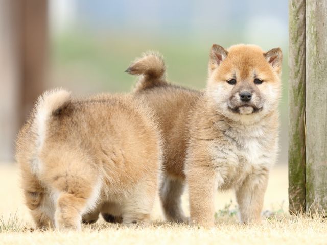 FP5A4160-puppy FP5A4160-puppy