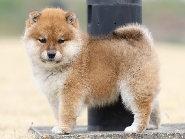 FP5A4201-puppy FP5A4201-puppy