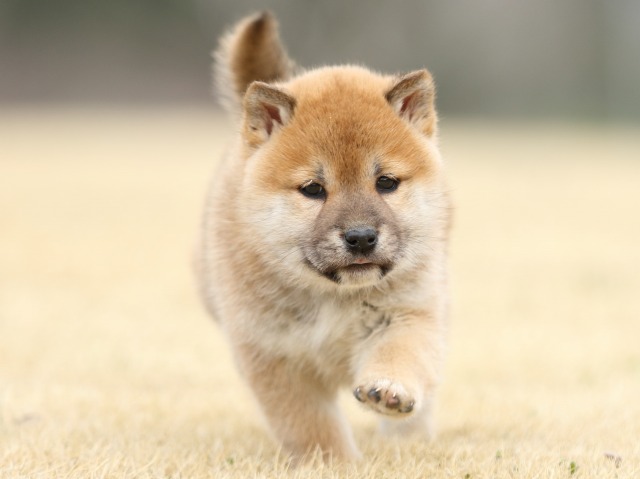 FP5A4209-puppy FP5A4209-puppy