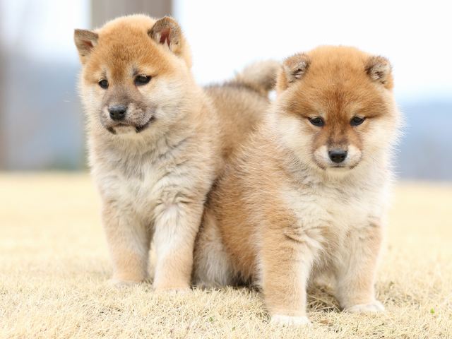 FP5A4251-puppy FP5A4251-puppy
