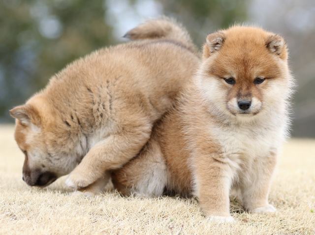 FP5A4260-puppy FP5A4260-puppy