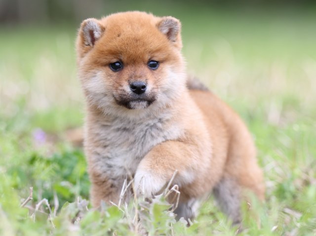FP5A4304-puppy FP5A4304-puppy