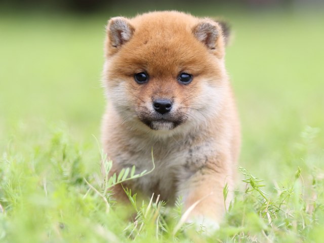 FP5A4368-puppy FP5A4368-puppy