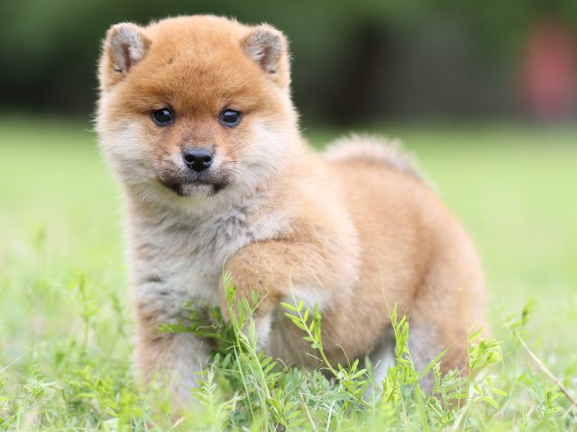 FP5A4394-puppy FP5A4394-puppy