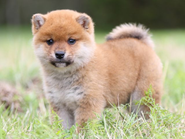 FP5A4416-puppy FP5A4416-puppy