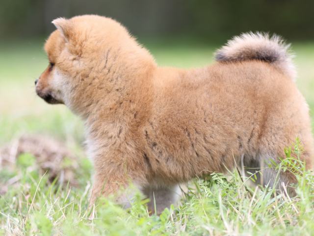 FP5A4421-puppy FP5A4421-puppy