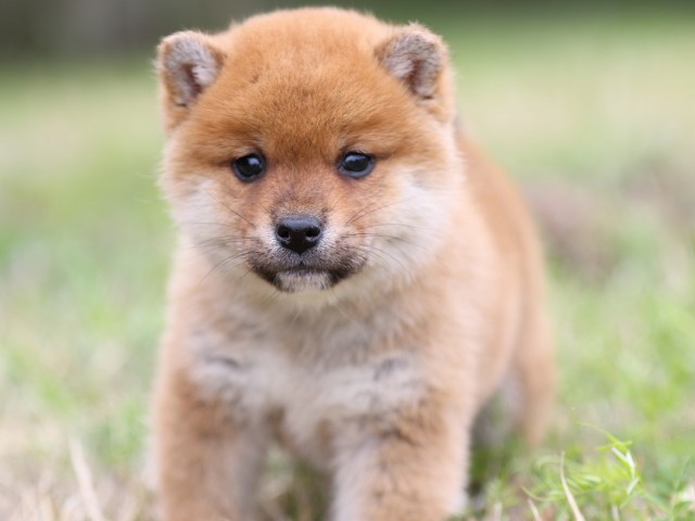 FP5A4436-puppy FP5A4436-puppy