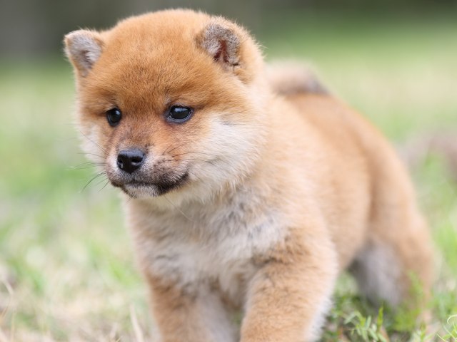 FP5A4441-puppy FP5A4441-puppy
