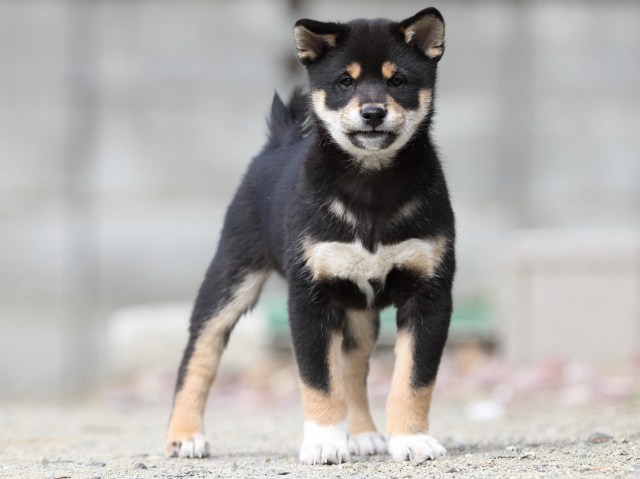 FP5A6056-puppy FP5A6056-puppy