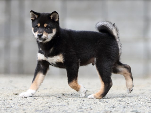 FP5A6069-puppy FP5A6069-puppy