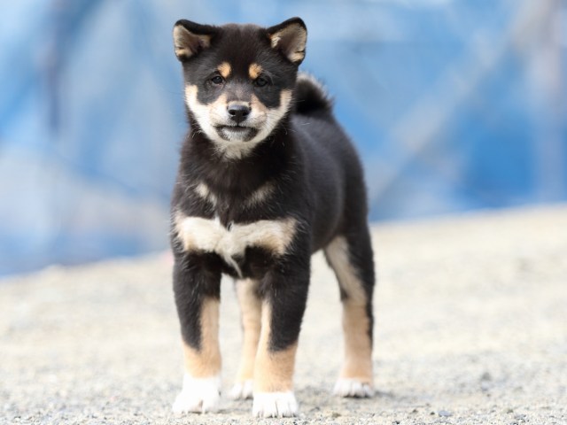 FP5A6094-puppy FP5A6094-puppy