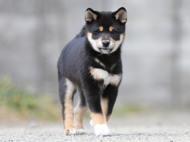 FP5A6116-puppy FP5A6116-puppy
