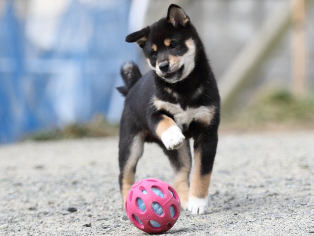 FP5A6224-puppy FP5A6224-puppy