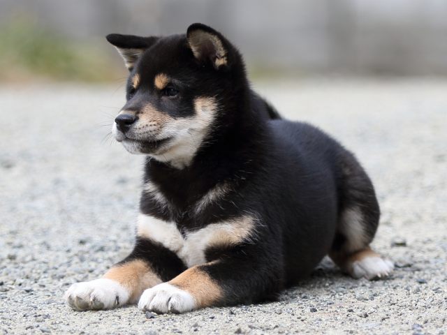FP5A6250-puppy FP5A6250-puppy