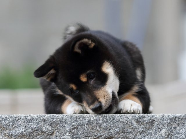 FP5A6302-puppy FP5A6302-puppy