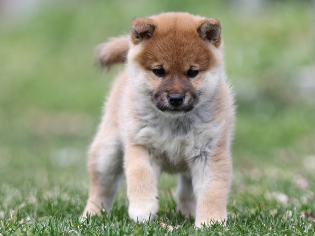 FP5A6362-puppy FP5A6362-puppy