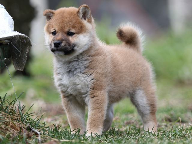 FP5A6393-puppy FP5A6393-puppy