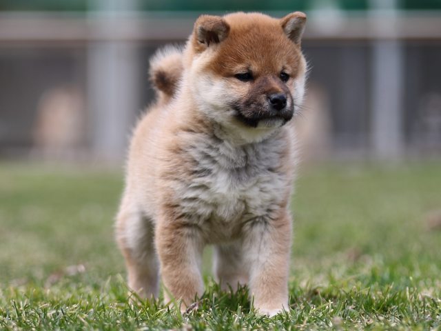 FP5A6466-puppy FP5A6466-puppy