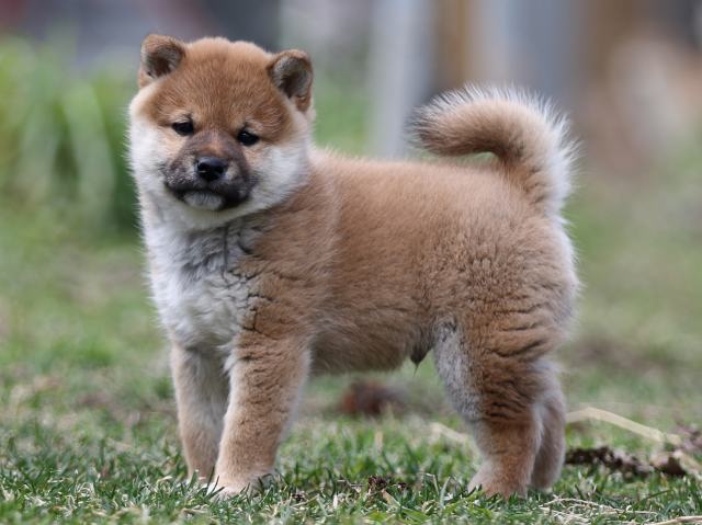 FP5A6488-puppy FP5A6488-puppy