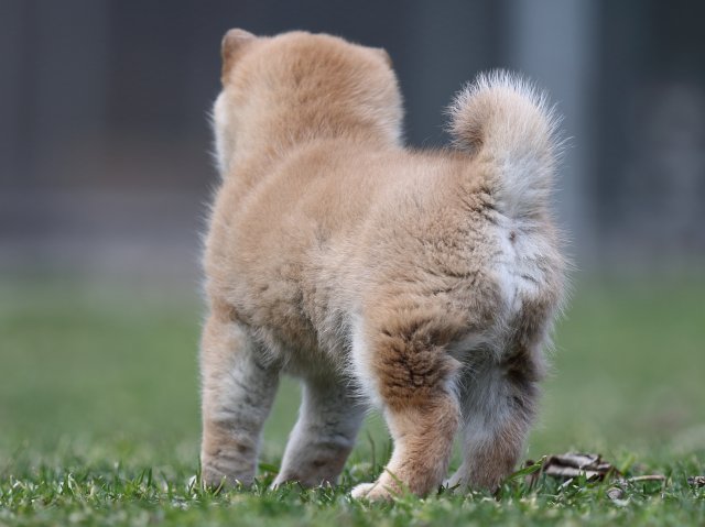 FP5A6536-puppy FP5A6536-puppy