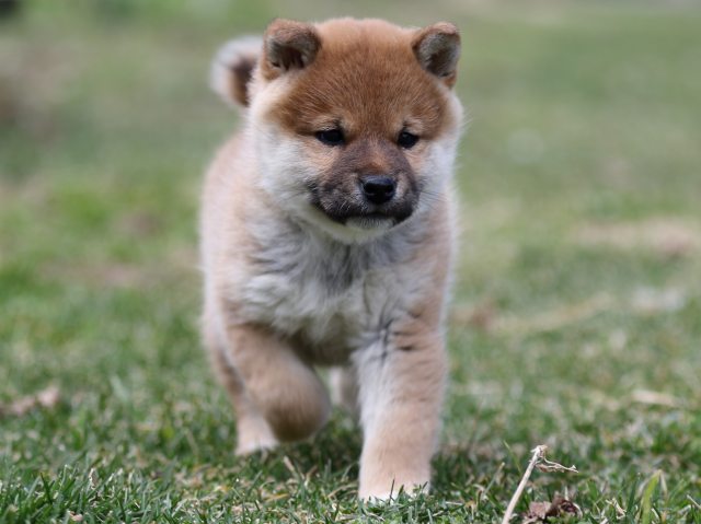 FP5A6543-puppy FP5A6543-puppy