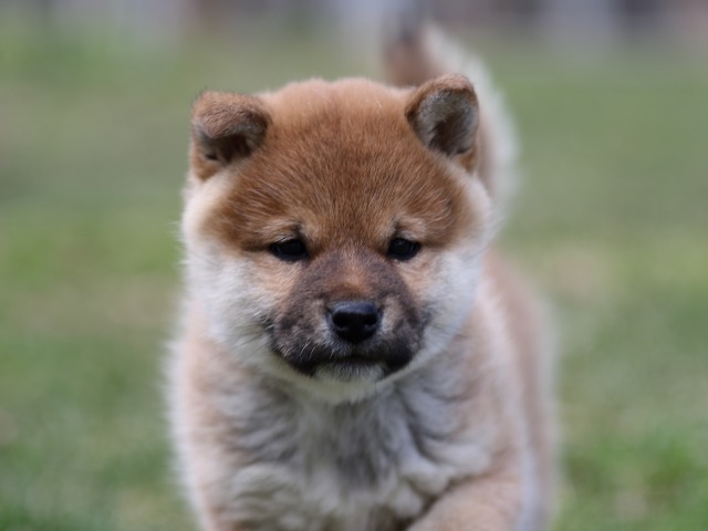 FP5A6545-puppy FP5A6545-puppy