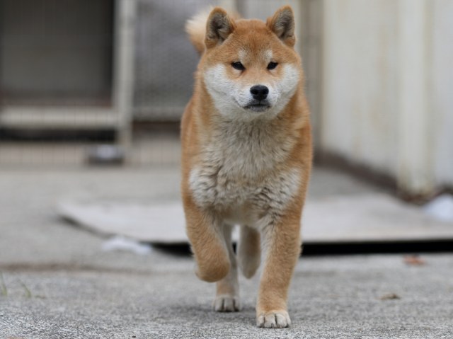 FP5A6708-puppy FP5A6708-puppy