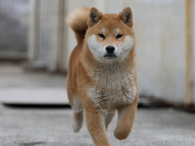FP5A6713-puppy FP5A6713-puppy