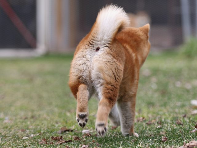 FP5A6726-puppy FP5A6726-puppy