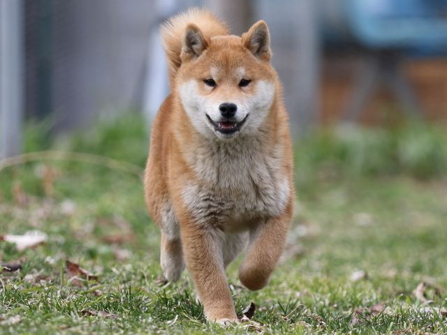 FP5A6759-puppy FP5A6759-puppy