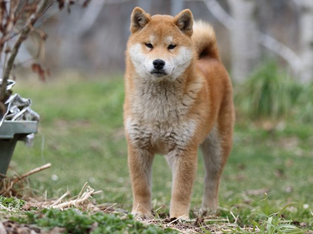 FP5A6829-puppy FP5A6829-puppy