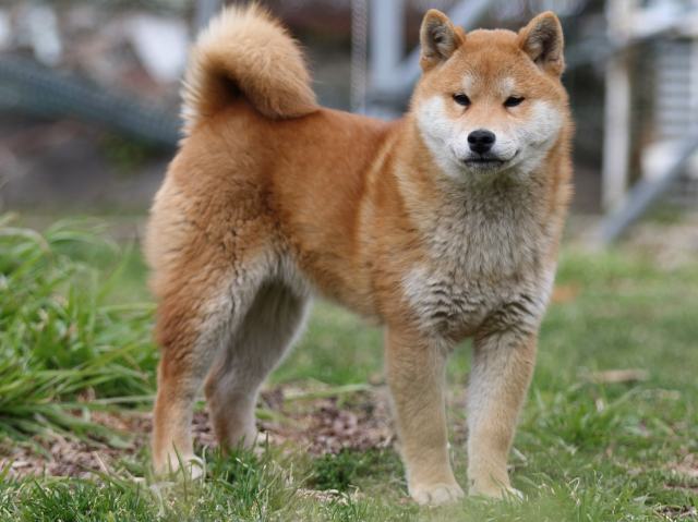 FP5A6860-puppy FP5A6860-puppy