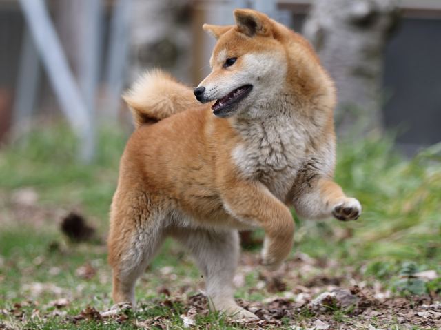 FP5A6916-puppy FP5A6916-puppy