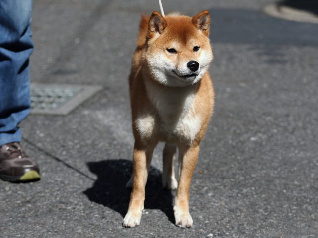 FP5A6932-puppy FP5A6932-puppy
