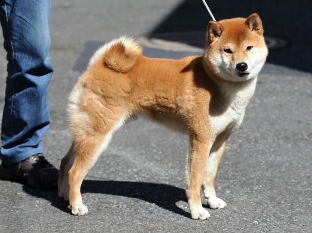 FP5A6935-puppy FP5A6935-puppy